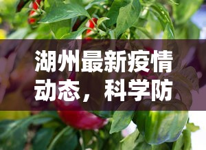 湖州最新疫情动态，科学防控，共筑健康防线