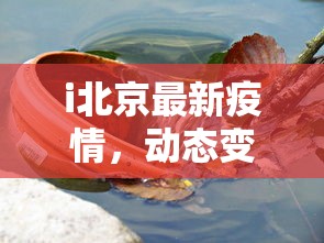 i北京最新疫情，动态变化与防控策略