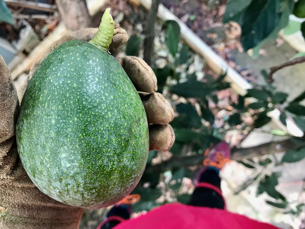 植物性食物缺乏健康怀孕所需的关键维生素：研究