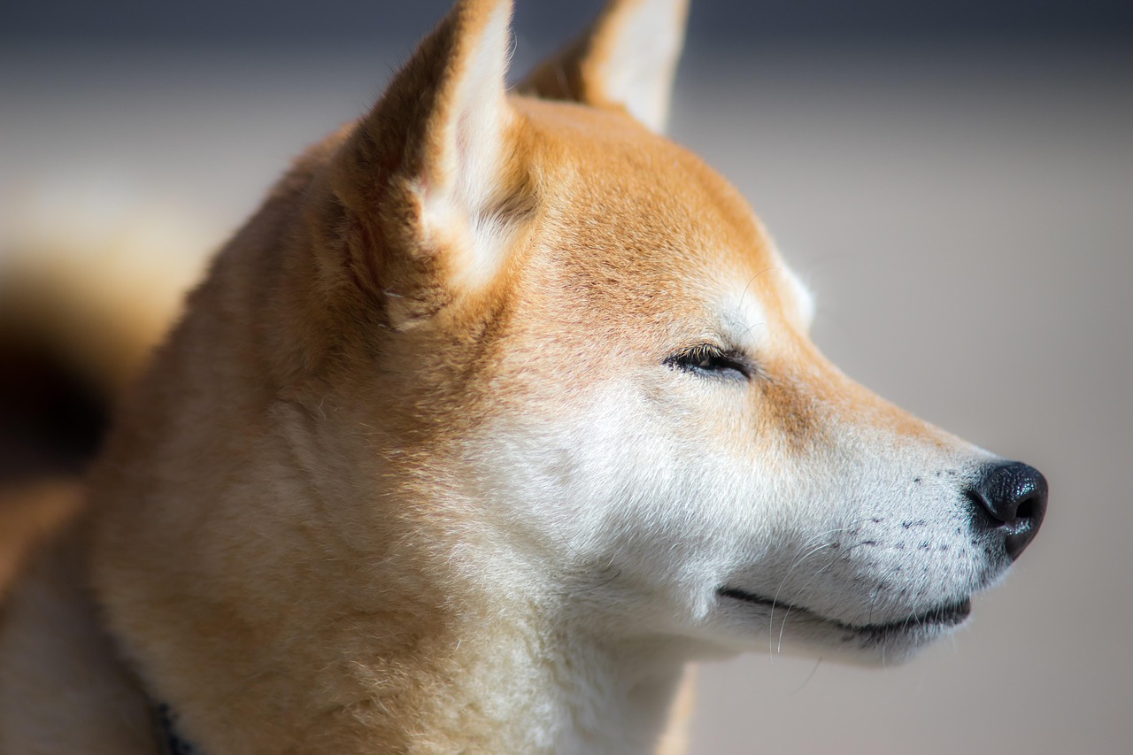 分析师预测一种Memecoin将超过狗狗币和柴犬，更新Polygon和Fantom的前景