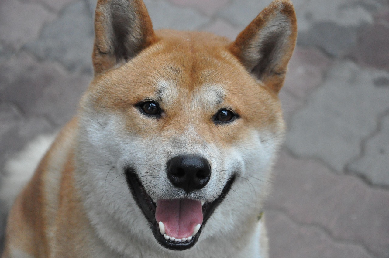 分析师预测一种Memecoin将超过狗狗币和柴犬，更新Polygon和Fantom的前景