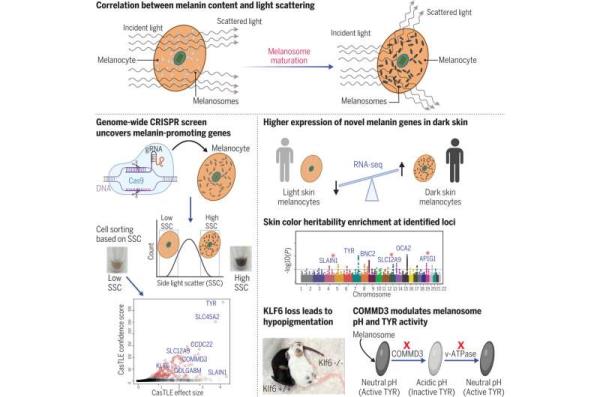 Team identifies 169 genes associated with production of melanin in the skin, hair and eyes 