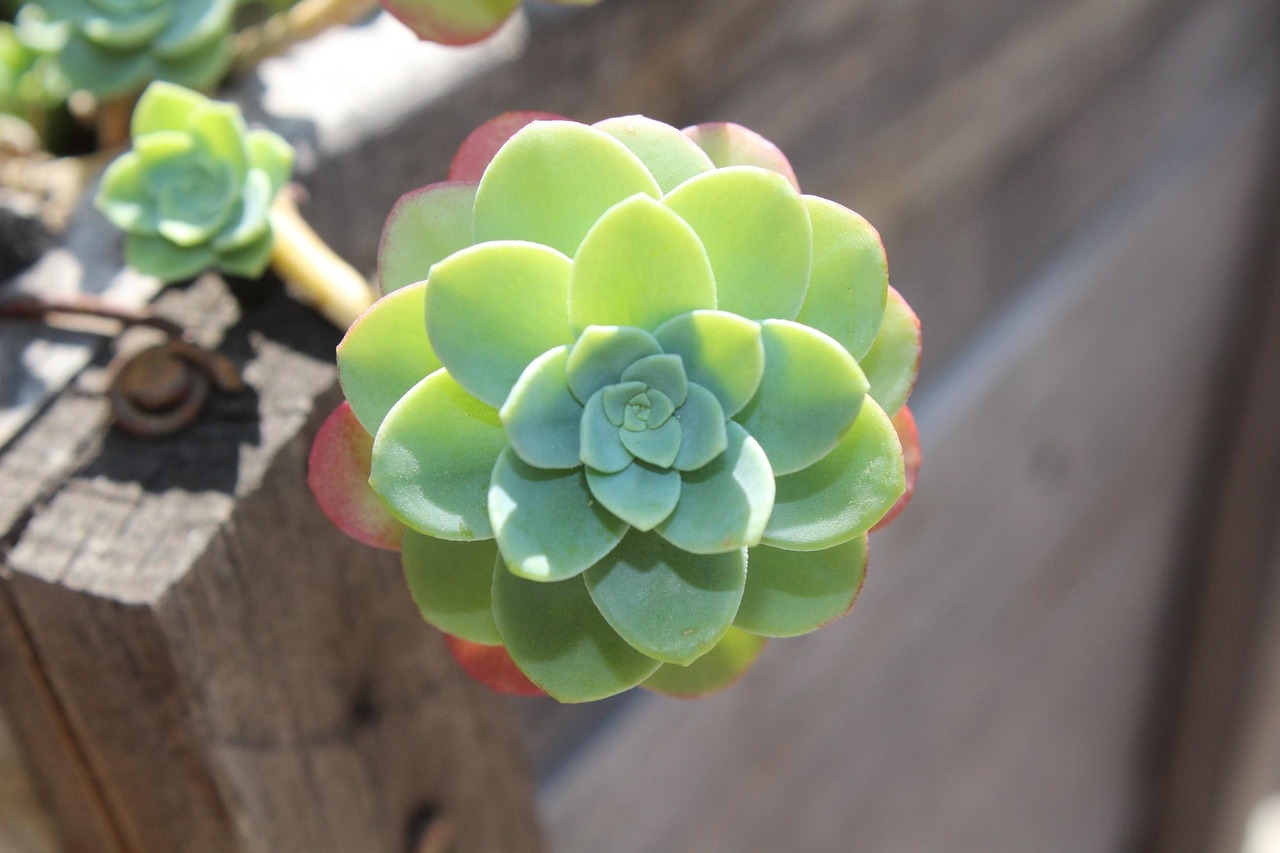 革命性的植物蛋白：科学家们解开了多汁植物肉的秘密
